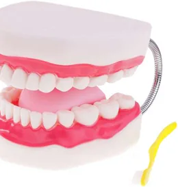 A large hinged model of a set of teeth with pink gums and a tongue, a yellow toothbrush beside it.